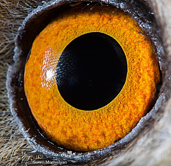 Macro Fotos De Ojos De Animales