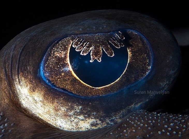 Macro Fotos De Ojos De Animales