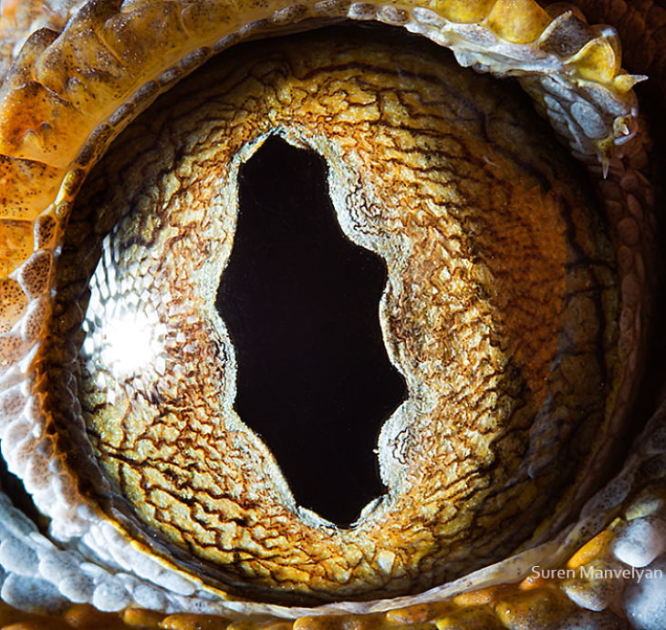 Macro Fotos De Ojos De Animales