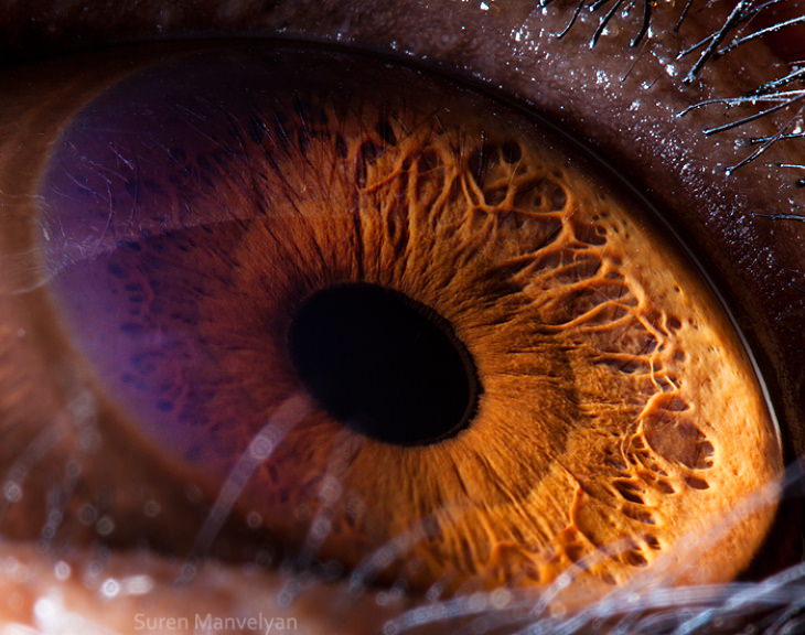 Macro Fotos De Ojos De Animales