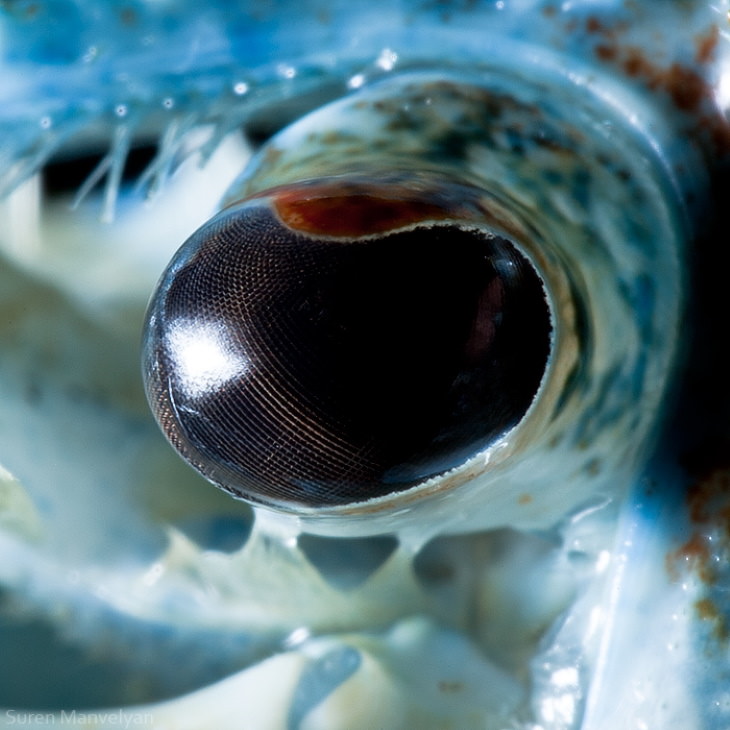 Macro Fotos De Ojos De Animales