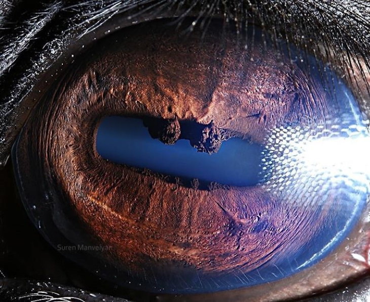 Macro Fotos De Ojos De Animales