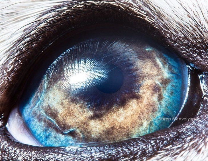 Macro Fotos De Ojos De Animales