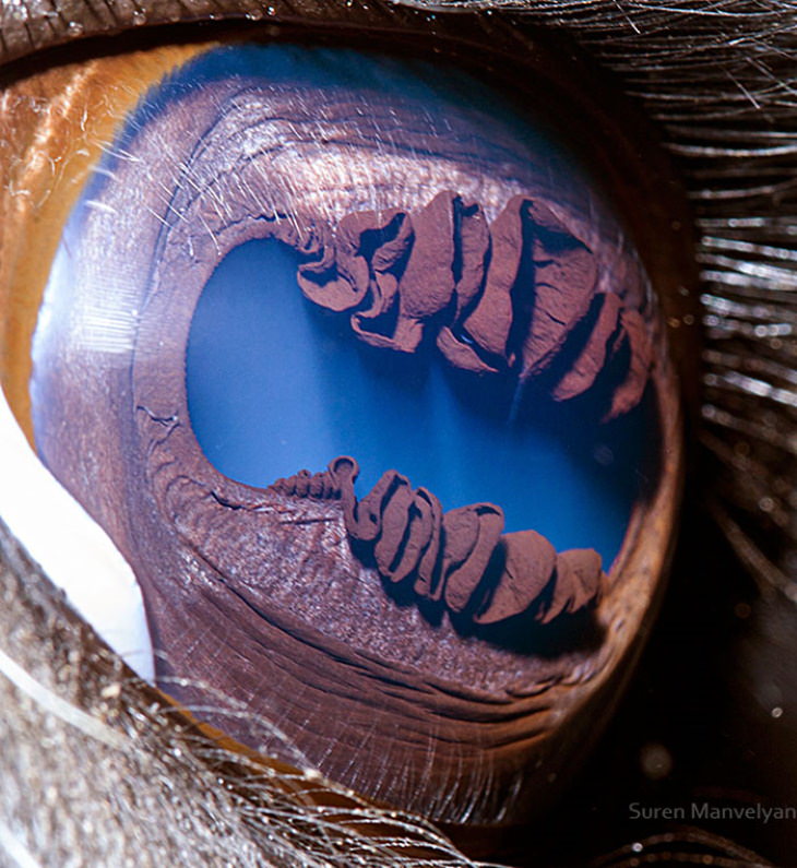 Macro Fotos De Ojos De Animales