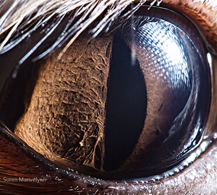 Macro Fotos De Ojos De Animales