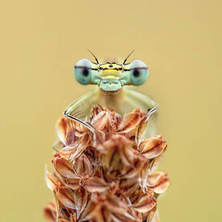 Premios De La Fotografía De Jardines Del Año 2024