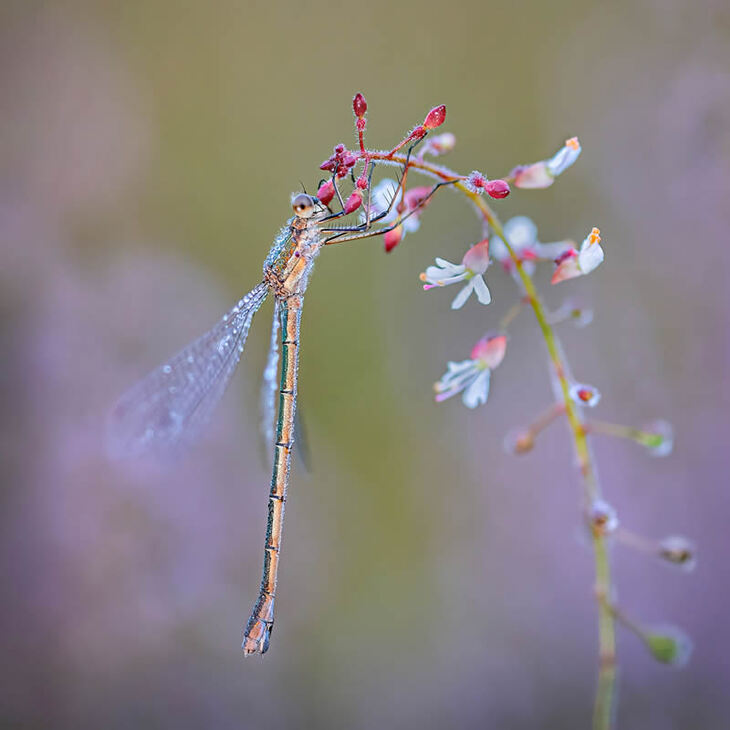 Premios De La Fotografía De Jardines Del Año 2024