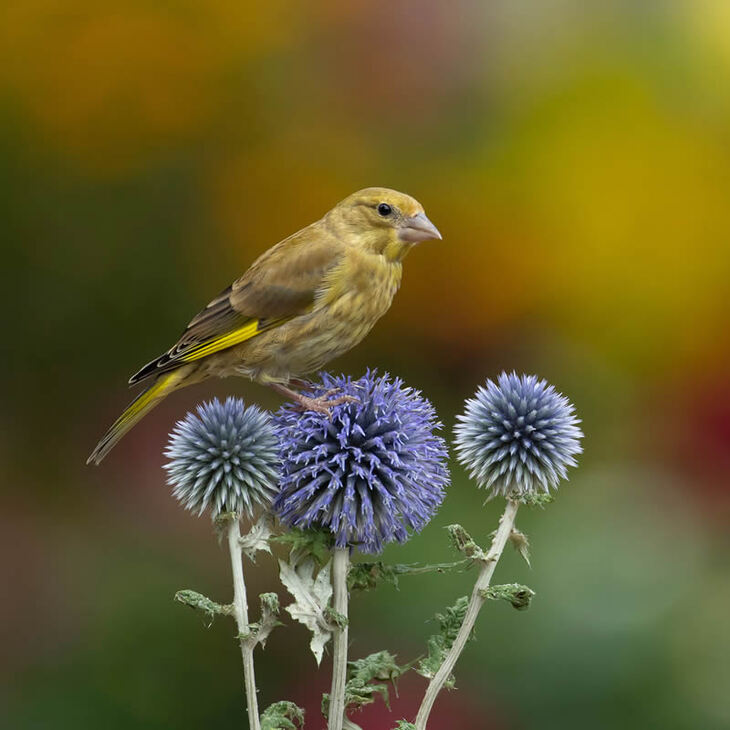 Premios De La Fotografía De Jardines Del Año 2024