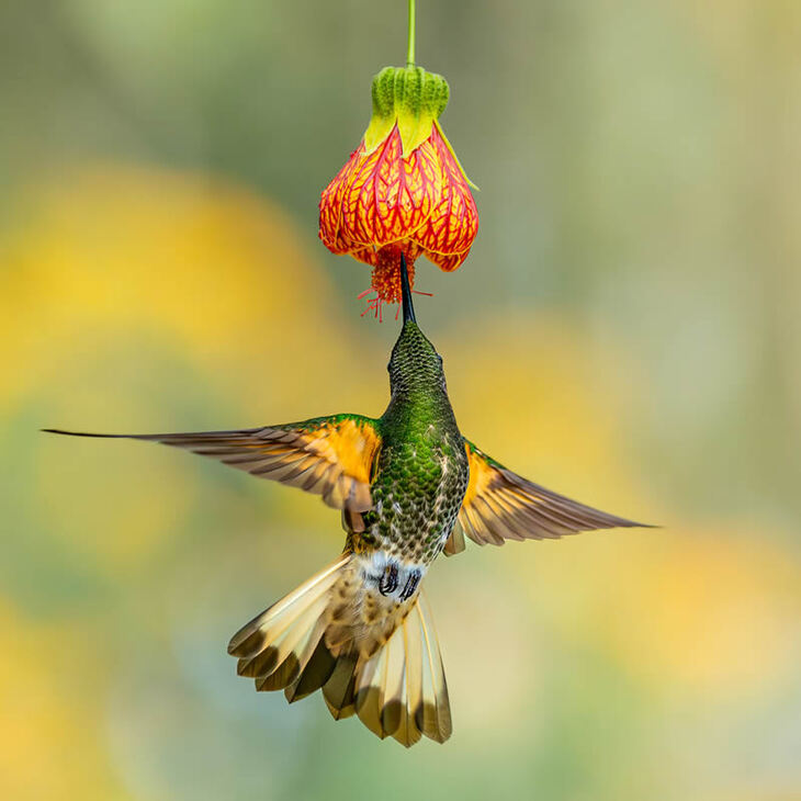 Premios De La Fotografía De Jardines Del Año 2024