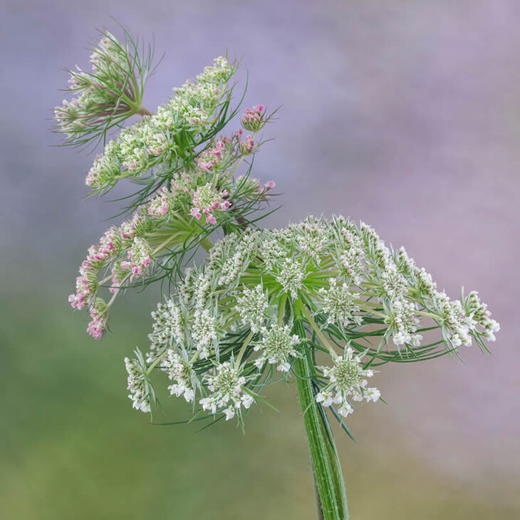 Premios De La Fotografía De Jardines Del Año 2024