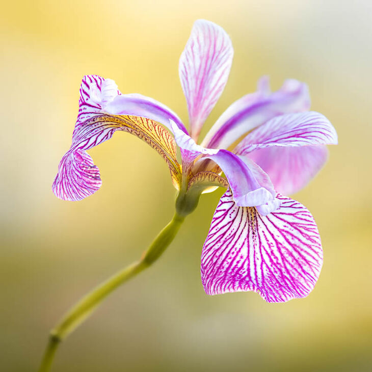 Premios De La Fotografía De Jardines Del Año 2024