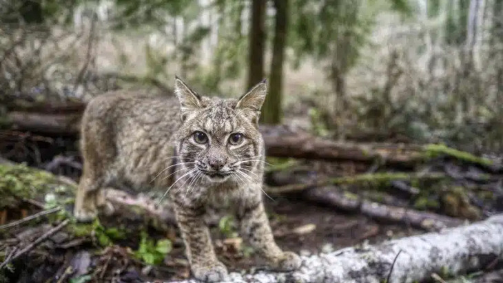 Felinos