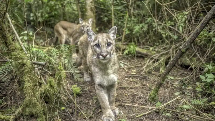 Felinos