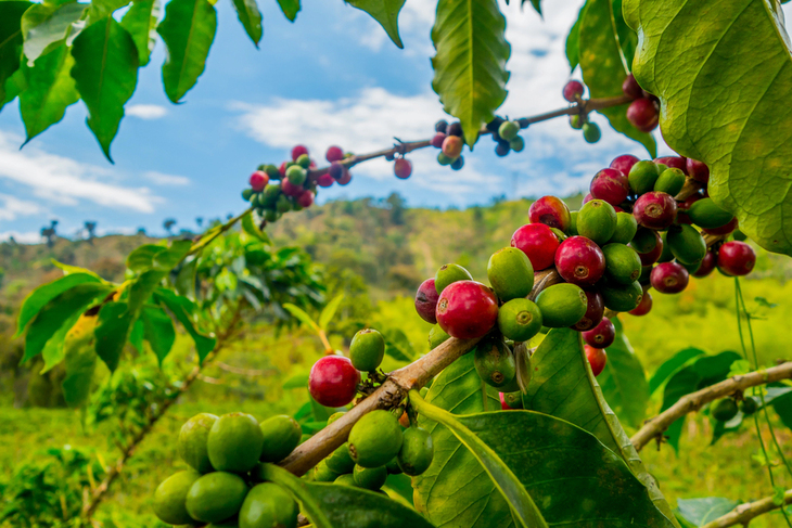 Beneficios Del Fruto Del Café