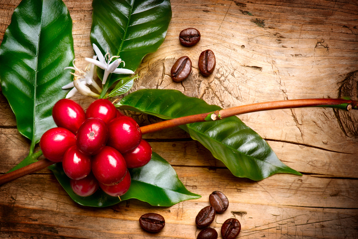 Beneficios Del Fruto Del Café