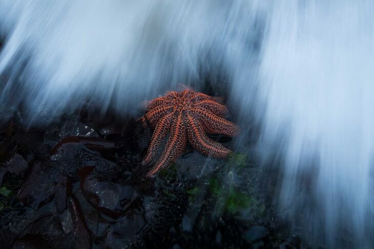  Fotógrafo de la Naturaleza del Año 2024