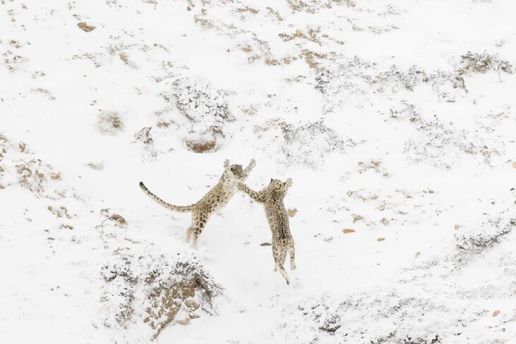  Fotógrafo de la Naturaleza del Año 2024