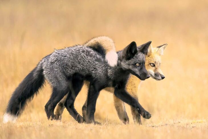  Fotógrafo de la Naturaleza del Año 2024