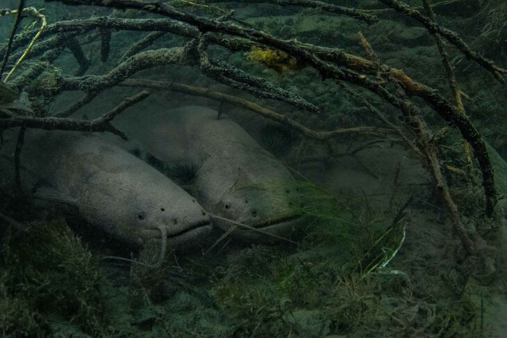  Fotógrafo de la Naturaleza del Año 2024