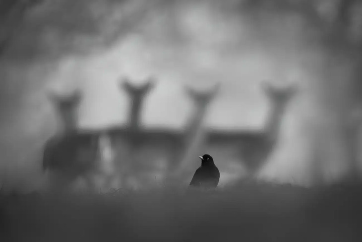  Fotógrafo de la Naturaleza del Año 2024