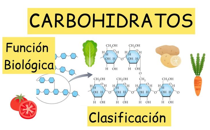 Carbohidratos y Azúcar