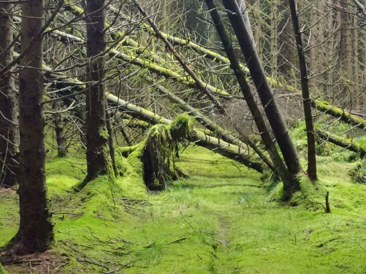 El Poder De La Naturaleza