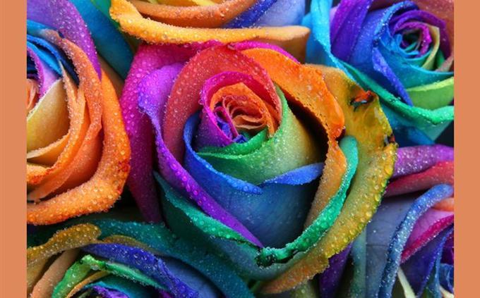 El test de inteligencia de los colores: rosas de colores