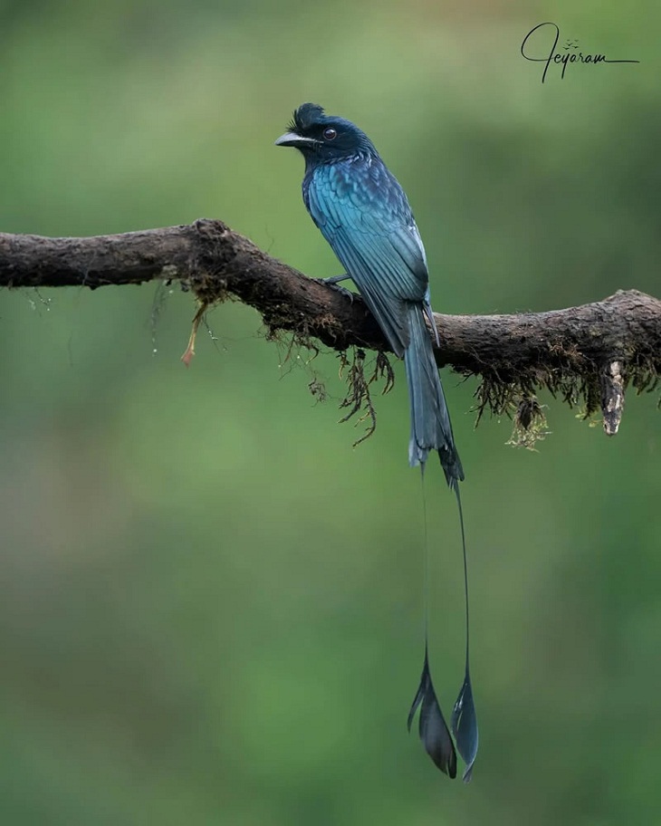 Hermosas Aves De La India