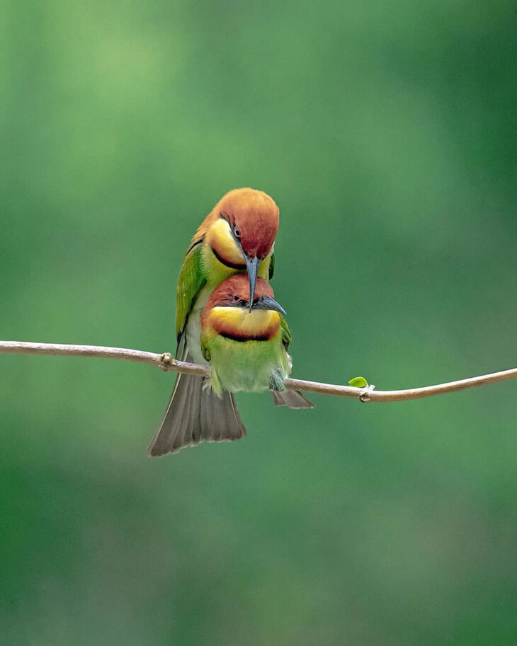 Hermosas Aves De La India
