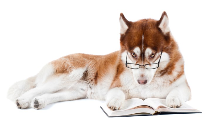 Los Perros Son Más Inteligentes De Lo Que Pensamos