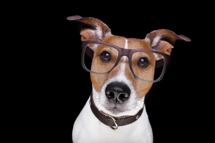 Los Perros Son Más Inteligentes De Lo Que Pensamos