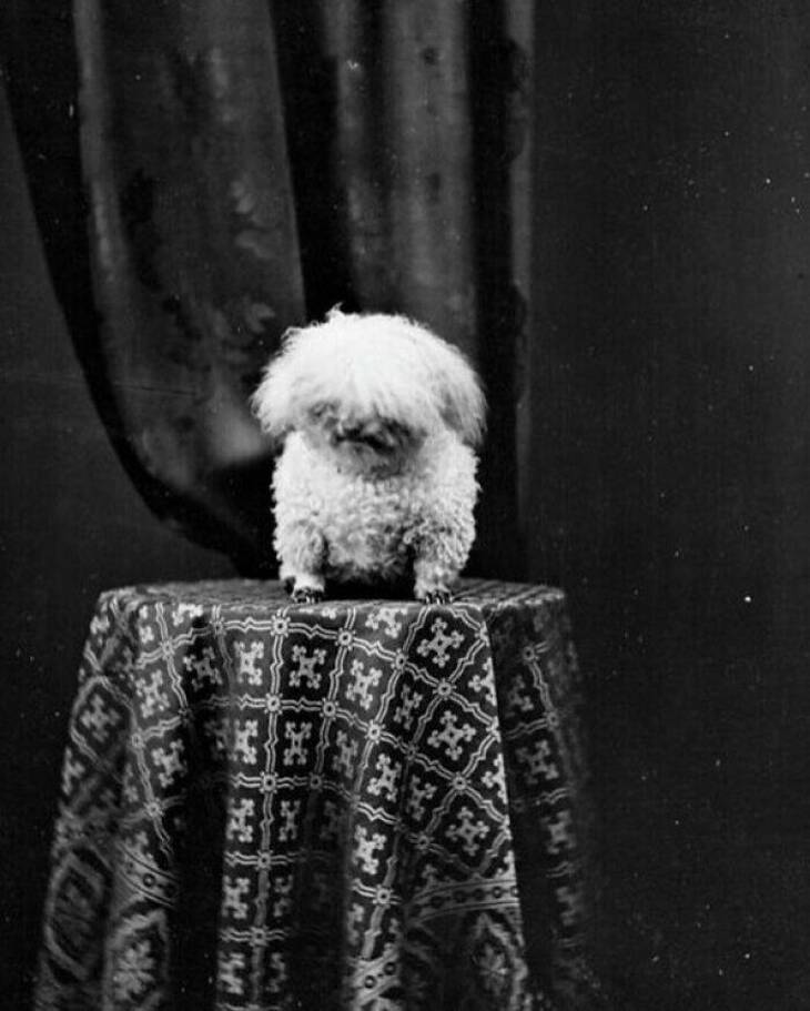 Fotos Vintage De Adorables Perros