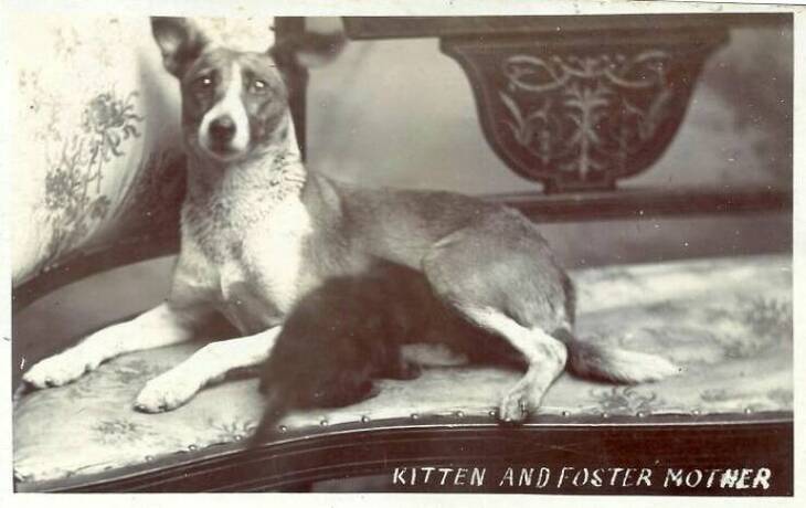 Fotos Vintage De Adorables Perros
