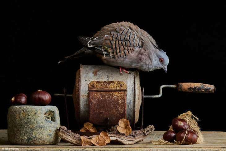 Fotógrafo Gastronómico Del Año 2024