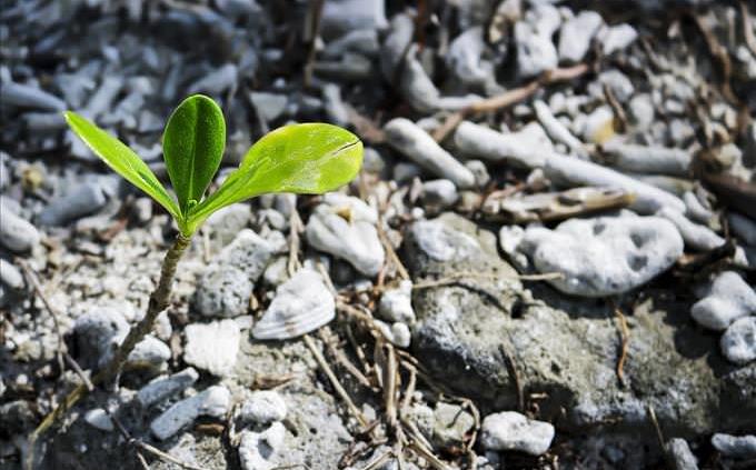 un plan que surge de las rocas