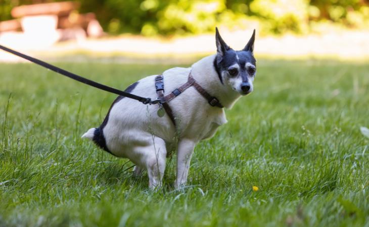 Signos De Cáncer En Perros