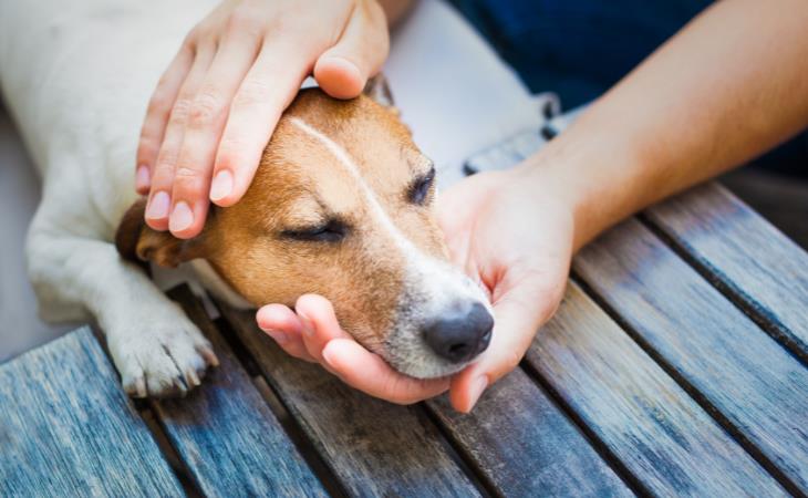 Signos De Cáncer En Perros