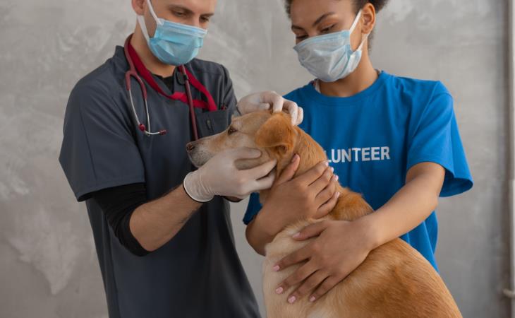 Signos De Cáncer En Perros