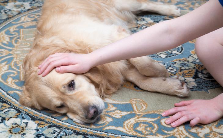 Signos De Cáncer En Perros