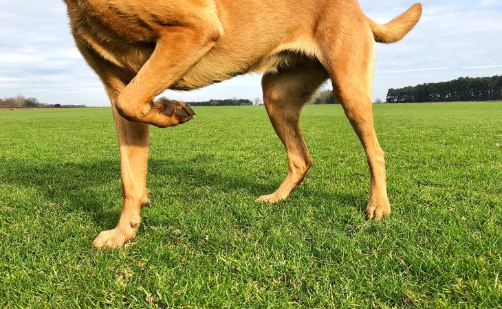 Signos De Cáncer En Perros