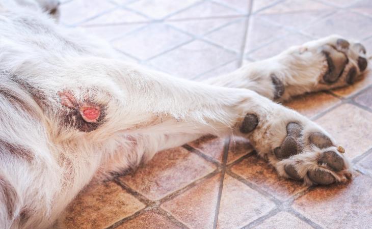 Signos De Cáncer En Perros