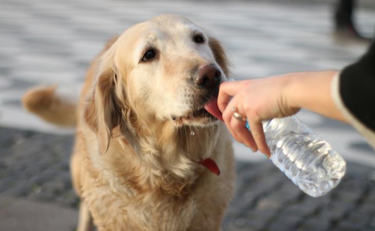 Signos De Cáncer En Perros