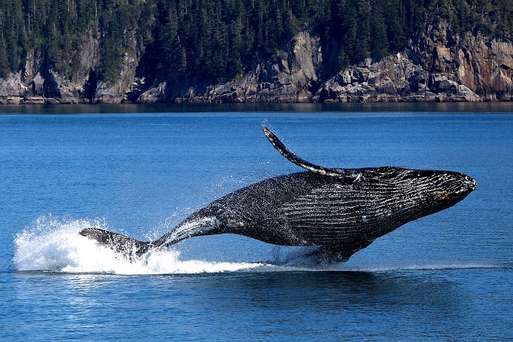 Baleen whale, Humpback Whale, Blue Whale, Whale Song, Noise Pollution, Strange Animal Behavior