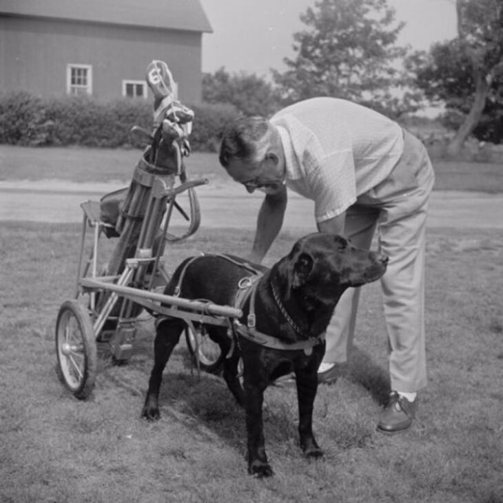 Fotos Antiguas De Perros y Sus Mascotas