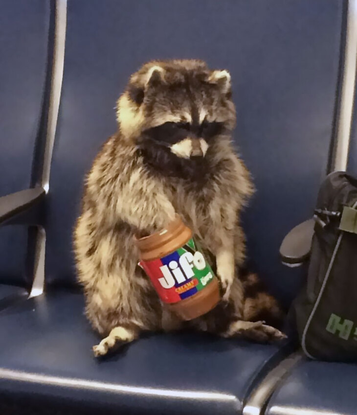 Fotos Divertidas De Los Aeropuertos