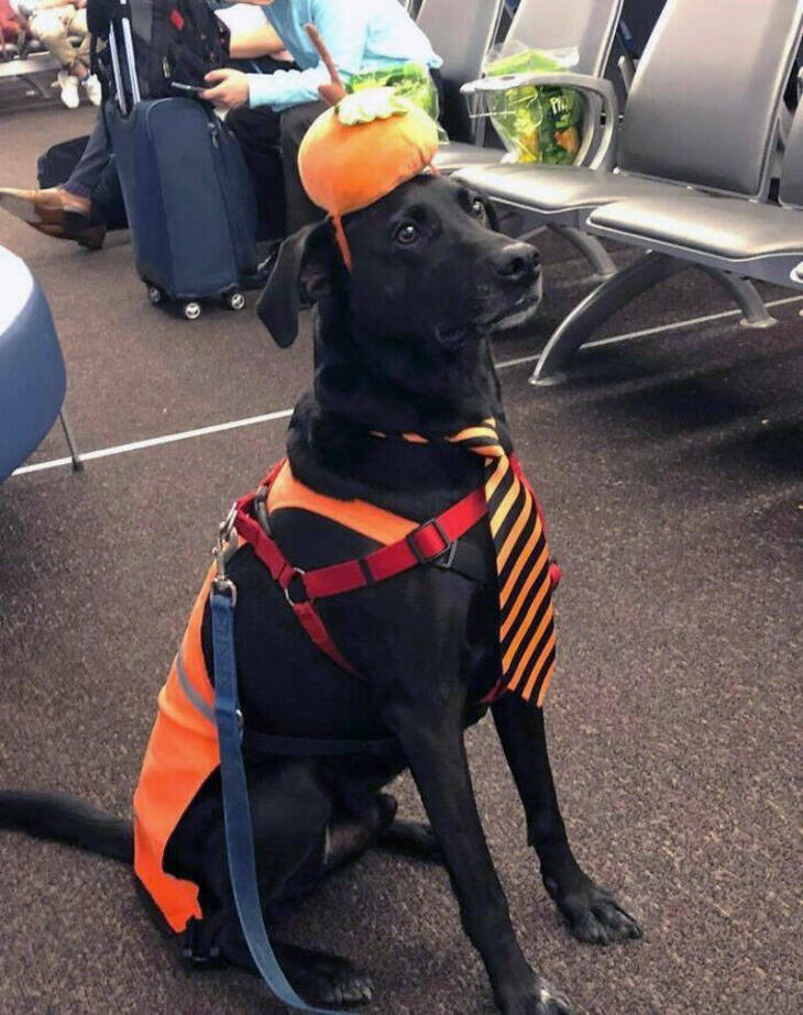 Fotos Divertidas De Los Aeropuertos