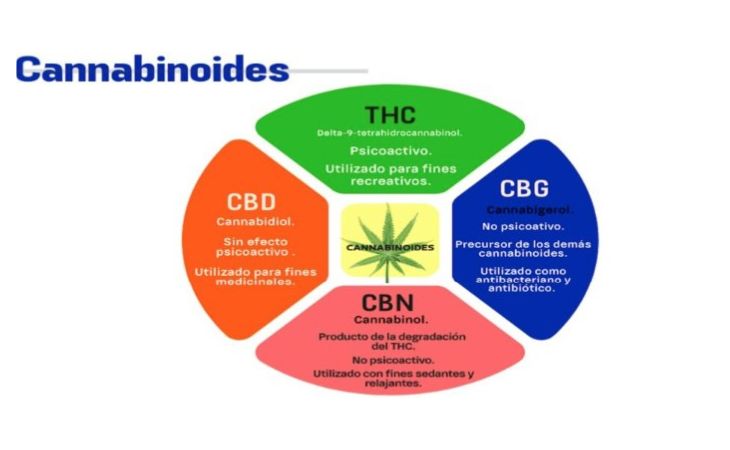 Cannabis y Problemas Cardíacos