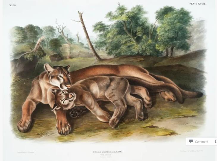 Pinturas De Mamíferos De James Audubon