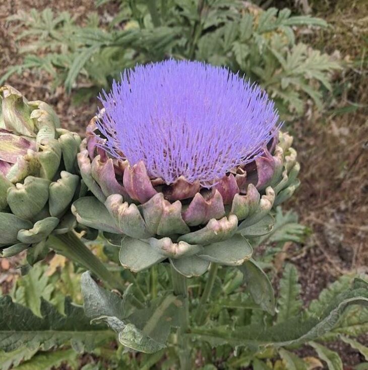 Plantas Asombrosas