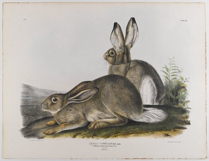 Pinturas De Mamíferos De James Audubon